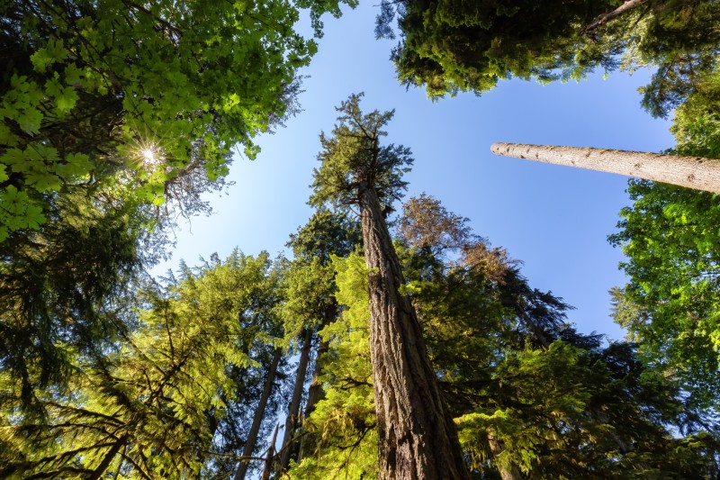 MacMillan Provincial Park, Wyspa Vancouver, Kolumbia Brytyjska, Kanada