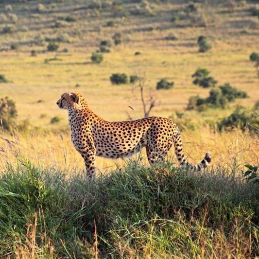 Masai Mara (Kenia), Afryka