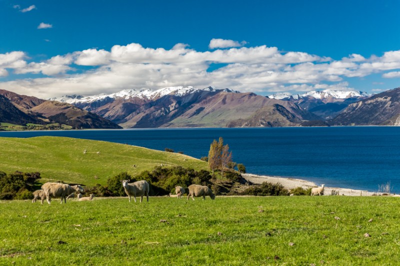 Nowa Zelandia, Australia
