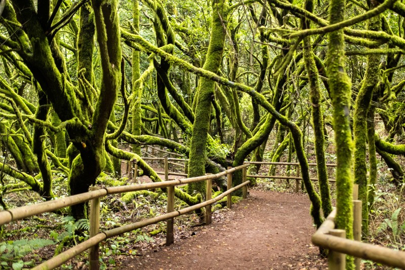 Park Narodowy Garajonay na La Gomerze, Wyspy Kanaryjskie, Hiszpania